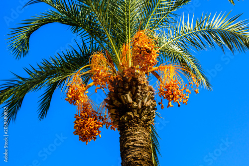 Bunches of ripe fruits on a green date palm tree