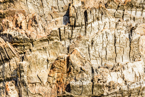 Texture of the palm tree trunk for background
