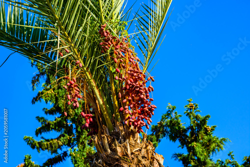 Bunches of ripe fruits on a green date palm tree