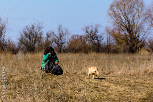 Cute young labrador retriever dog at the meadow on early spring