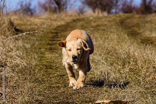 Cute young labrador retriever dog running at the meadow on early spring
