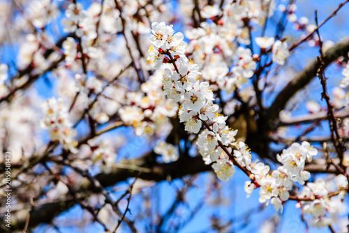 Branches of the blossoming  apricot tree on spring