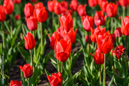 Blooming tulips in flower bed at the city park