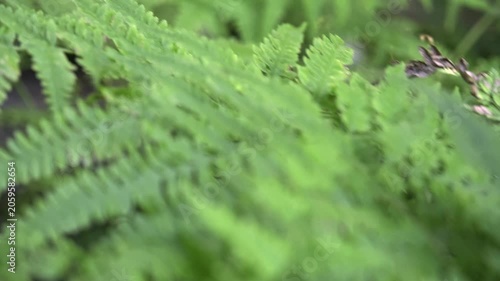 Close-up of the leaves of the fern rich color