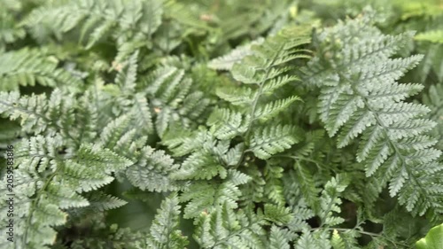 Close-up of the leaves of the fern rich color