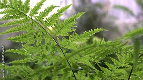 Close-up of the leaves of the fern rich color