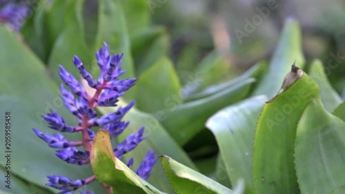 Close-up of a colorful tropical Aechmea Blue Tango flower with vivid blue and pink blossoms
