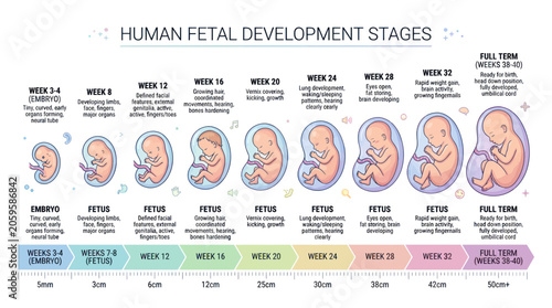Stages of human fetal development from embryo to full term growth