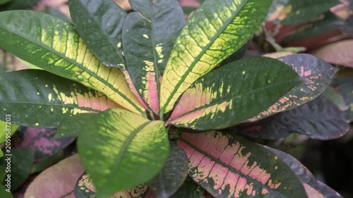Close-up of the motley Codium also known as Croton