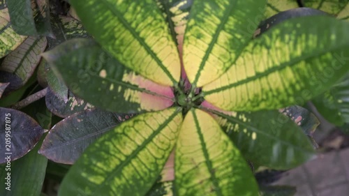 Close-up of the motley Codium also known as Croton