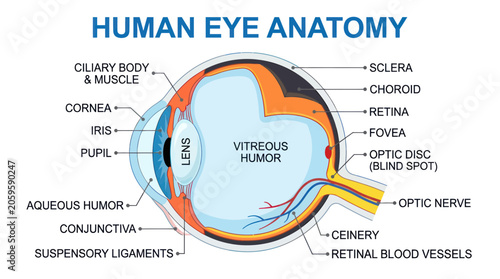 Vászonkép Human eye anatomy diagram with detailed cross section labels