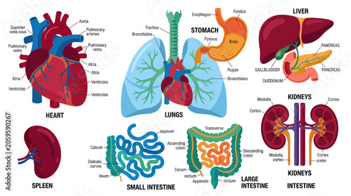 Canvastavla Anatomy of human internal organs with descriptive labels