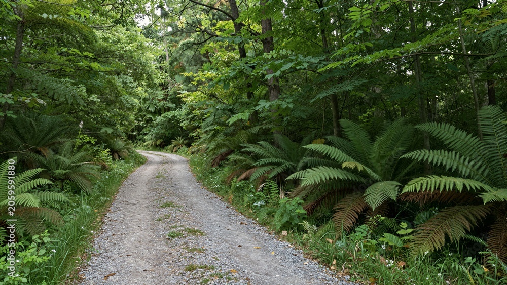 Fototapeta premium A winding gravel path cuts through a dense, green forest with ferns and tall trees, creating a serene natural setting.