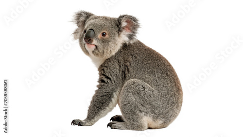 Photography Cute wild young koala bear sitting looking forward profile isolated on transpare