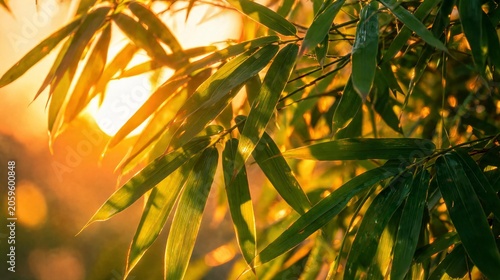 Fresh green bamboo leaves glow brightly under the warm golden light of the setting summer sun
