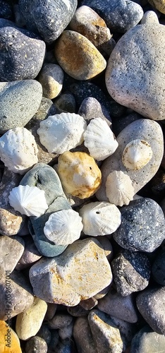 Bild auf Leinwand Group of white and yellow limpets seashells on a colorful pebble beach backgroun