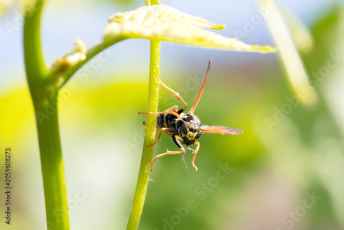Фотография Polistes dominula paper wasp on a green plant stem