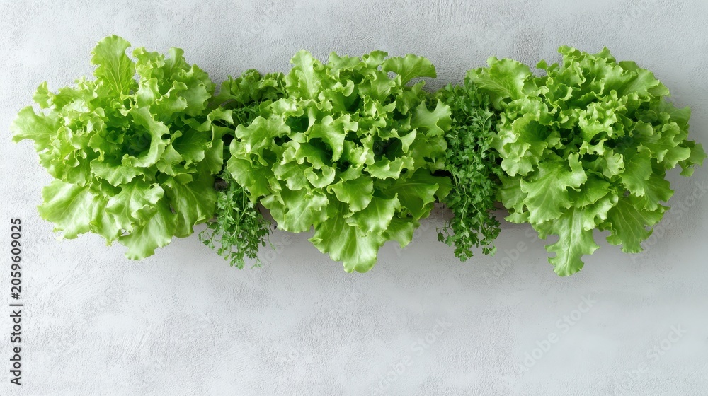 Fototapeta premium Fresh green lettuce and herbs arranged in a line on a light textured surface, vibrant urban farm produce.