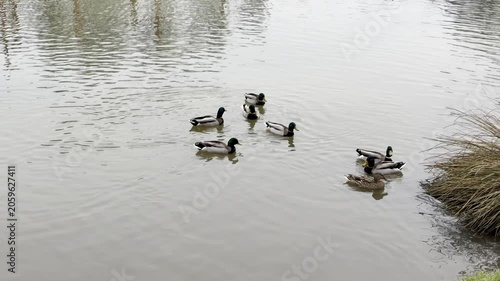 Ducks swimming in lake. A tranquil lake scene unfolds with ducks gracefully gliding across the water. Surrounding greenery adds a calming backdrop, creating a harmonious natural setting.