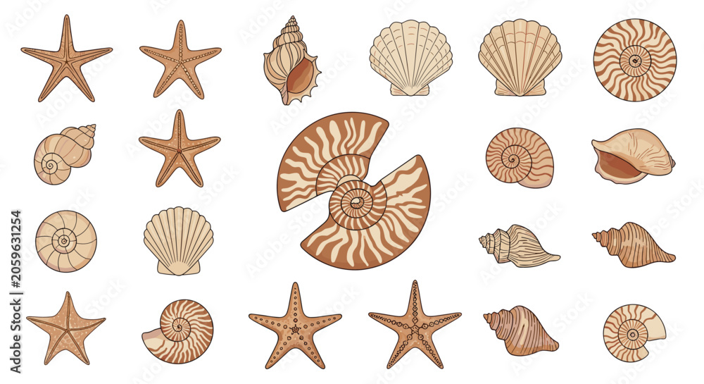 Fototapeta premium Assorted collection of sea shells and starfishes in various shapes and sizes with natural brown patterns on a plain white background.