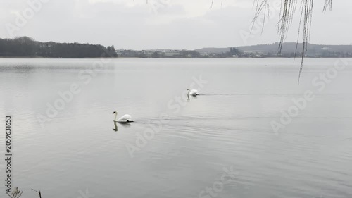 Beautiful swans swimming on a calm lake. A pair of swans glide gracefully across a still lake their long necks curving in an elegant display as. White beautiful swans