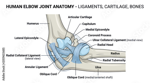 Bild auf Leinwand Human Elbow Joint Anatomy Ligaments.