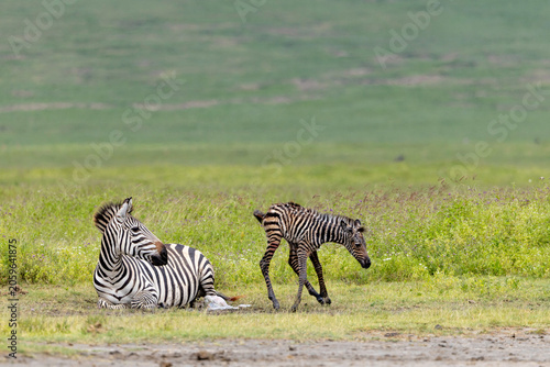 Newborn Zebra Taking Its First Steps