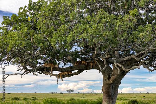 Tree-Climbing Lions Over The Serengeti
