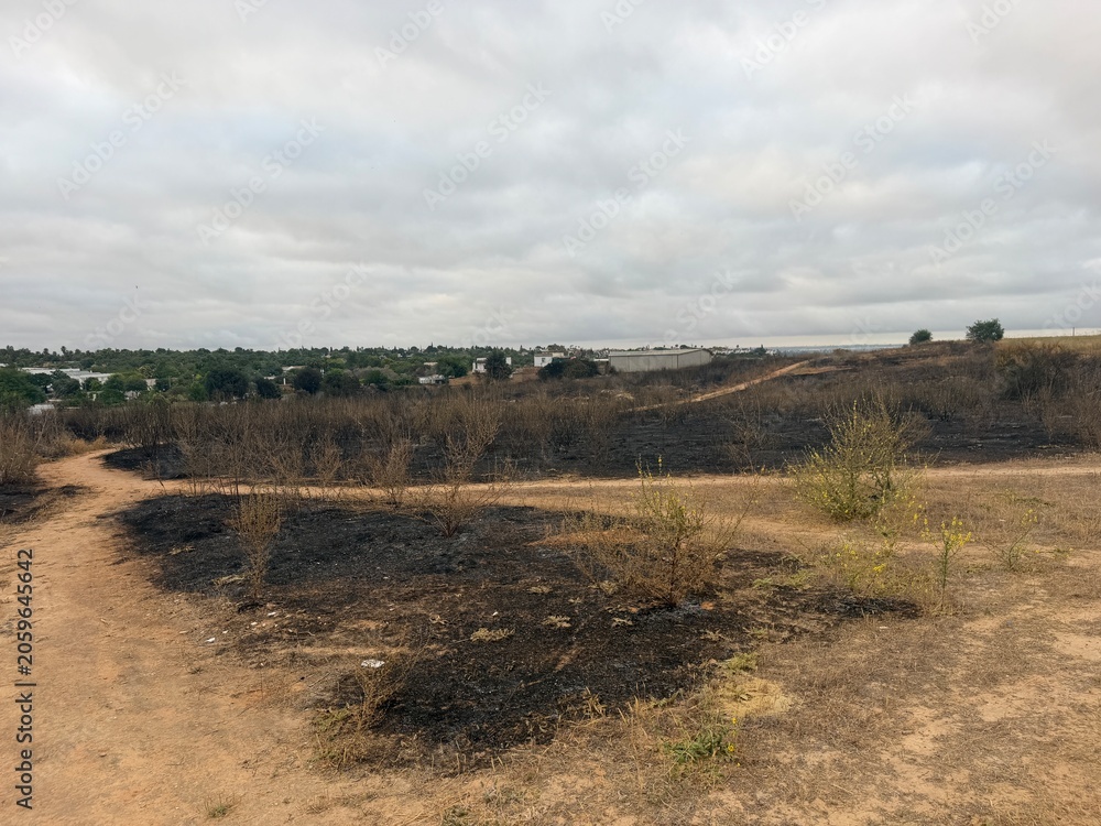 Fototapeta premium Burned grassland with converging dirt paths and green sprouts emerging from blackened soil
