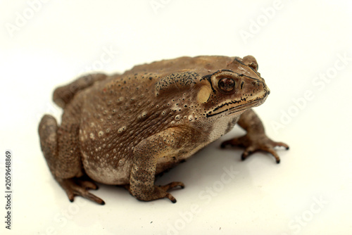 Photography Macro close-up Thai toad
