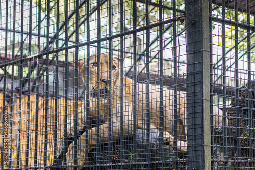 Photography This wild animal should be placed in a very strong iron cage, or to be fair, it