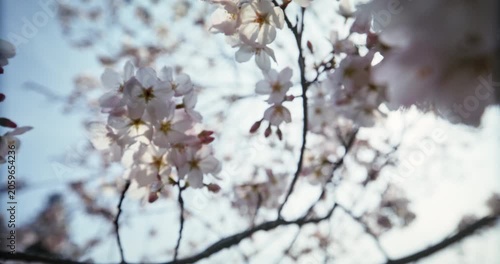 Slow Moving Camera Through Cherry Blossom Flowers in Japan