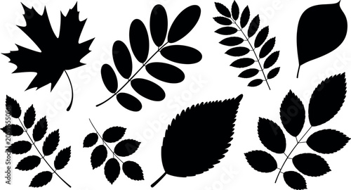 Cuadro en lienzo Black leaf silhouettes set vector illustration with maple rowan elm and birch tr