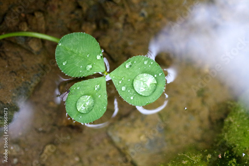rosée sur feuille de trèfle qui flotte
