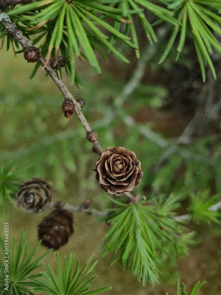 Obraz premium Macro shot of a beautiful dry larch cone looking like a wooden rose among green needles
