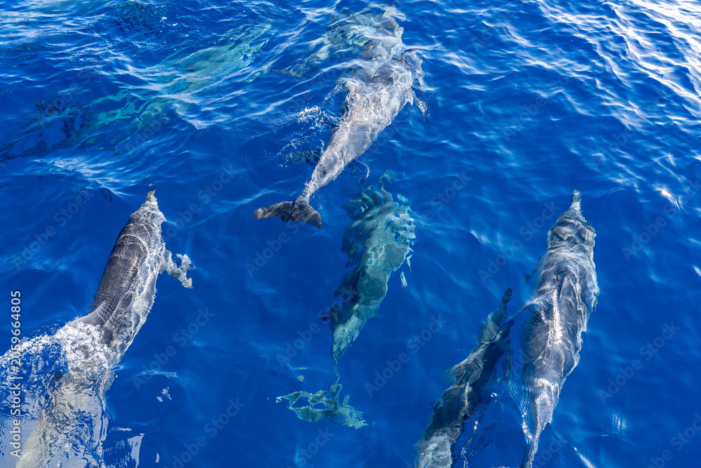Naklejka premium Spinner dolphin (Stenella longirostris) is a small dolphin found in off-shore tropical waters around the world. Lehua Channel between Lehua Island (Lehua Crater) and Niihau Island. Kauai County