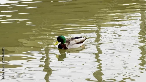 Ducks swimming in lake. A tranquil lake scene unfolds with ducks gracefully gliding across the water. Surrounding greenery adds a calming backdrop, creating a harmonious natural setting.