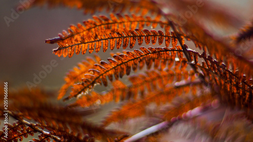 Macro de fougères rouges, par temps pluvieux