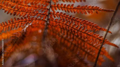 Macro de fougères rouges, par temps pluvieux