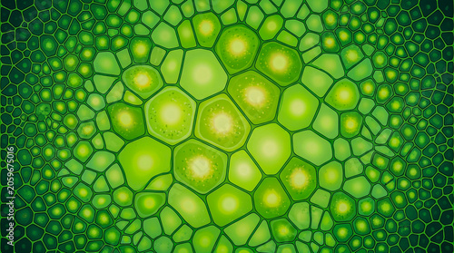 Organic Voronoi leaf cell parenchyma green chlorophyll tones, ecology background
