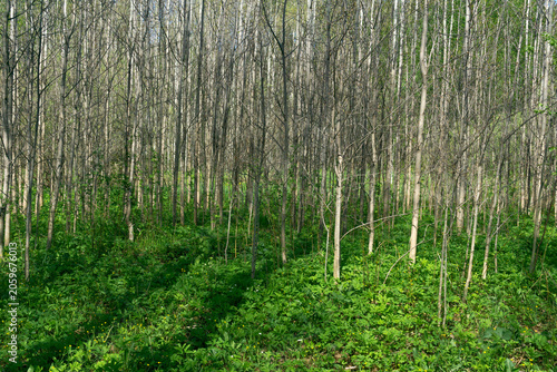 Obraz na plátně Aspen grove in the spring. Spring in the forest.