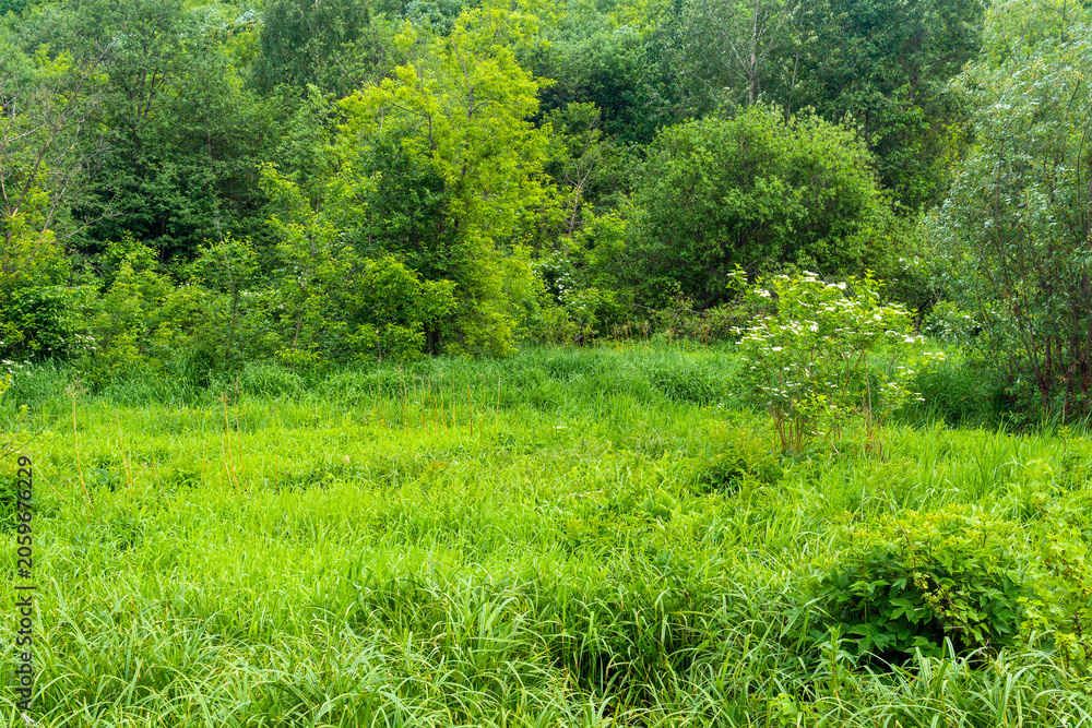 Fototapeta premium Green meadow with grass and flowers in the summer in the forest