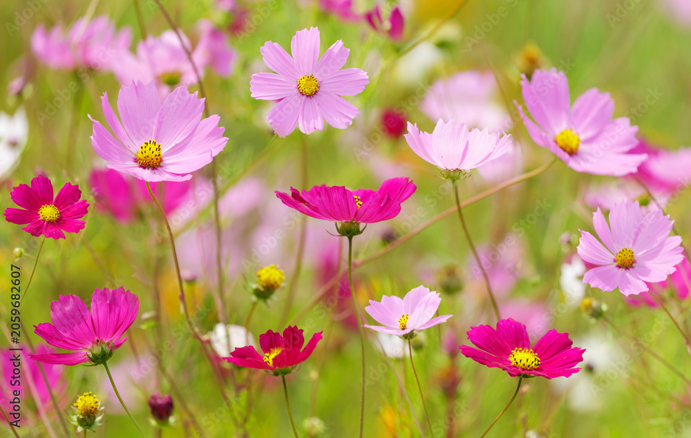 Fototapeta premium cosmos flowers blooming in garden