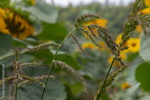 Quadro su tela Robust echinochloa crus-galli grass grows among sunflowers in a field during lat