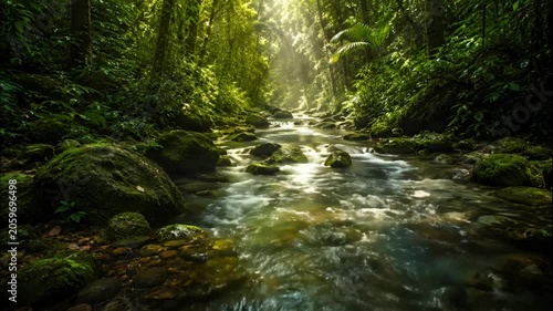 Lush Rainforest Stream Beneath Gentle Sun Rays