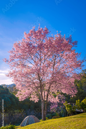 Doi Luang Chiang Dao Mountain and Cherry Blossom with Campsite Moning Sunrise, Chiang Mai Thailand