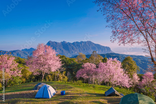 Doi Luang Chiang Dao Mountain and Cherry Blossom with Campsite Moning Sunrise, Chiang Mai Thailand