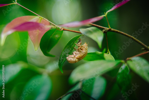 Foto A cicada nymph clings to a vibrant green leaf branch, partially emerged from its shell, surrounded by lush foliage in soft focus