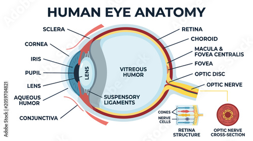 Photos Human eye anatomy labeled diagram.