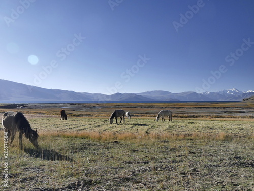 Horses grazing in the tibetan plateau in the Himalaya highlands by tso moriri lake in ladakh, Changtang.